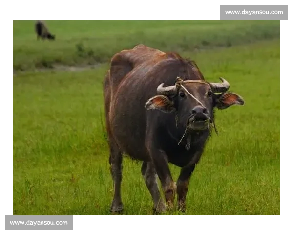 从默默无闻到一鸣惊人冷门诞生背后的时代逻辑与偶然力量交织成就 从默默无闻到一鸣惊人冷门诞生背后的时代逻辑与偶然力量交织成就